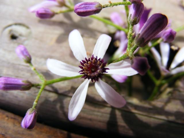 Photo of Chinaberry (Melia azedarach) uploaded by gingin