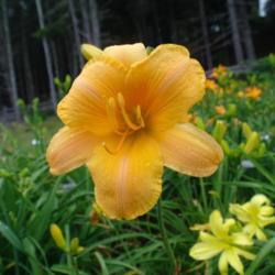 
Date: 2011-07-22
Photo Courtesy of Nova Scotia Daylilies Used with Permission