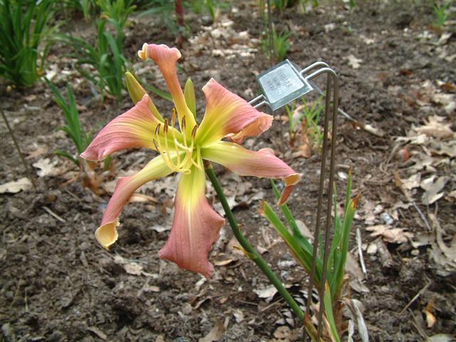 Photo of Daylily (Hemerocallis 'It Is What It Is') uploaded by vic