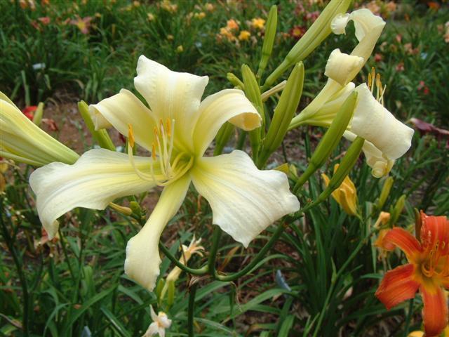 Photo of Daylily (Hemerocallis 'Heavenly Ghostrider') uploaded by vic