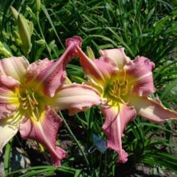 
Date: 2011-07-17
Photo Courtesy of Nova Scotia Daylilies Used with Permission