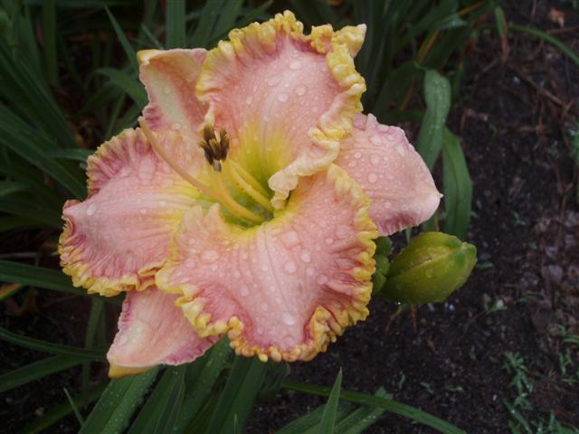 Photo of Daylily (Hemerocallis 'Heir to the Throne') uploaded by vic