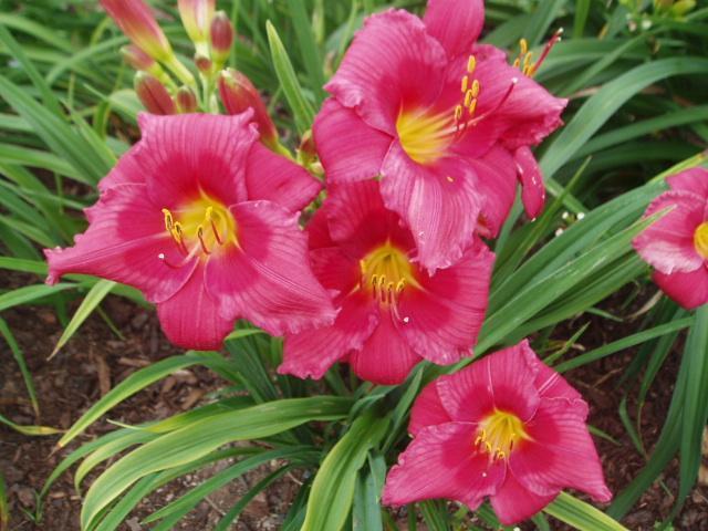 Photo of Daylily (Hemerocallis 'Her Best Bloomers') uploaded by vic