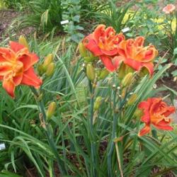 
Date: 2004-07-02
Photo Courtesy of Nova Scotia Daylilies Used with Permission