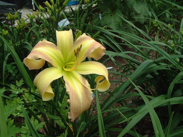 Photo of Daylily (Hemerocallis 'His Highness') uploaded by vic