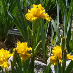 Location: My garden in Bakersfield, CA
Date: March 29, 2012
Rebloomer HOT GLOW in early spring.