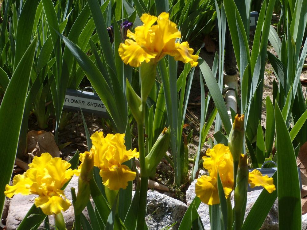 Photo of Intermediate Bearded Iris (Iris 'Hot Glow') uploaded by Betja