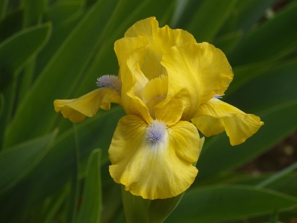 Photo of Standard Dwarf Bearded Iris (Iris 'Spirited') uploaded by Betja