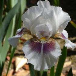 Location: My garden in Bakersfield, CA
Date: March 26, 2012