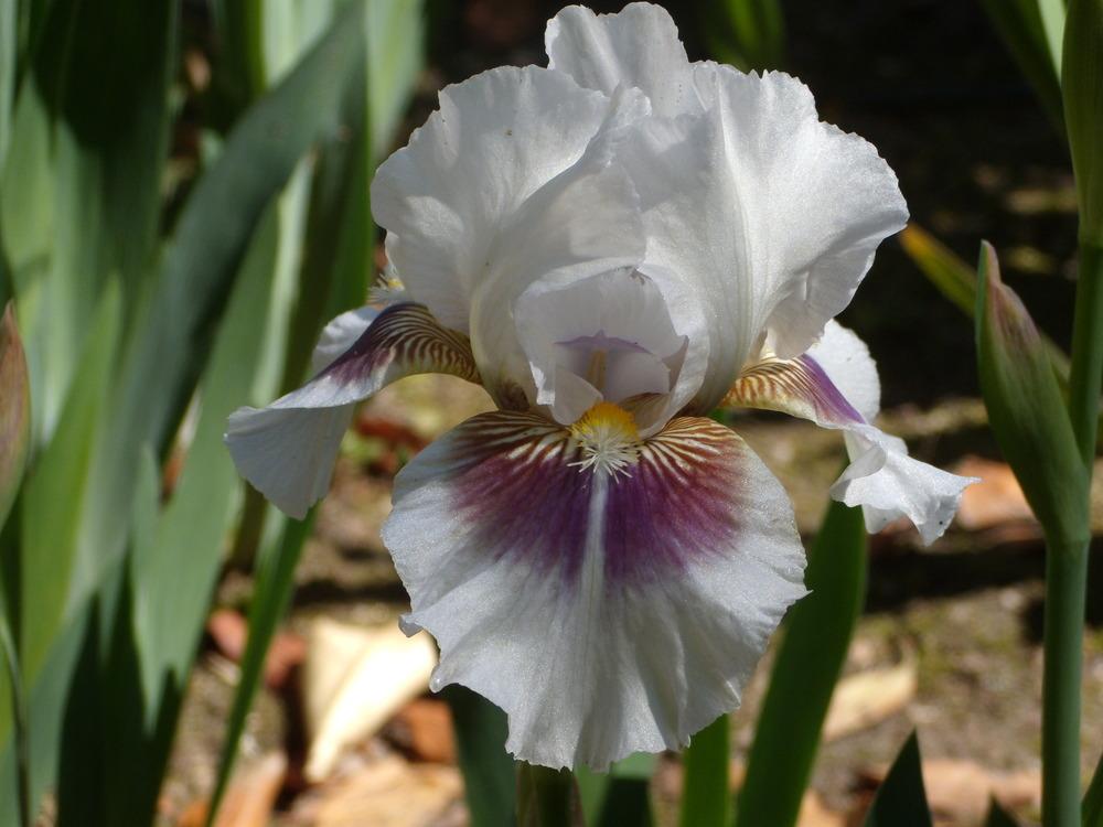 Photo of Intermediate Bearded Iris (Iris 'Dumbledore') uploaded by Betja