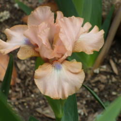 Location: My garden in Bakersfield, CA
Date: March 22, 2012 