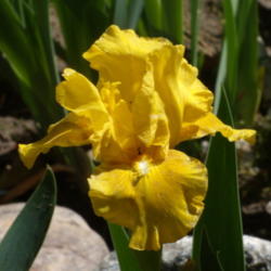 Location: My garden in Bakersfield, CA
Date: March 26, 2012
Rebloomer HOT GLOW in early spring.
