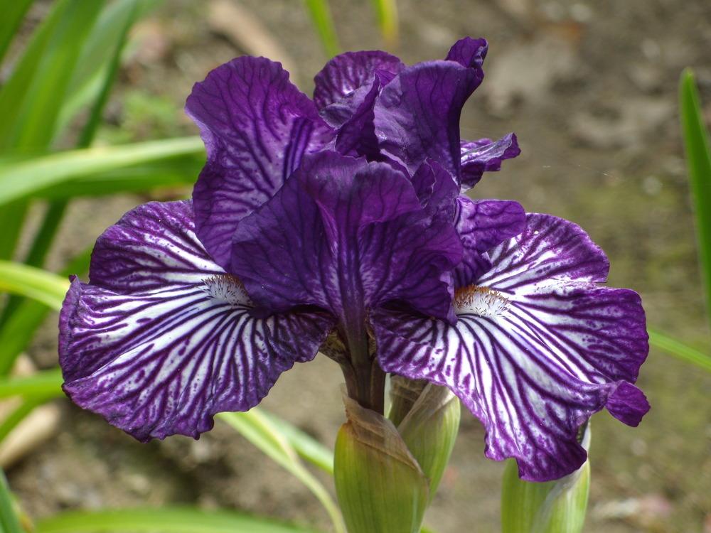 Photo of Intermediate Bearded Iris (Iris 'Line Drive') uploaded by Betja