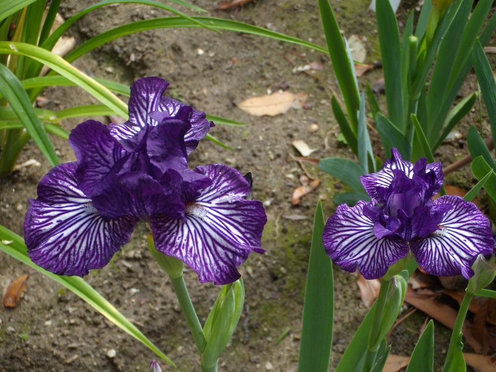 Photo of Intermediate Bearded Iris (Iris 'Line Drive') uploaded by Betja