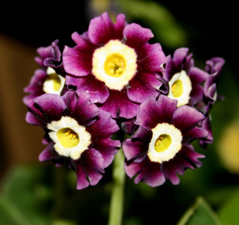Photo of Primrose (Primula auricula) uploaded by Calif_Sue