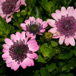 Location: At the San Francisco Flower & Landscape Show
Date: 2012-03-21