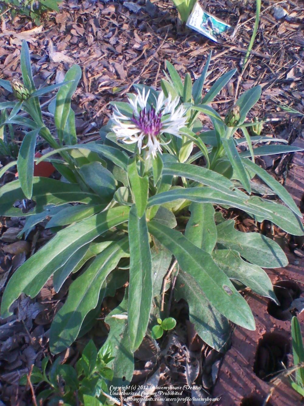 Photo of Mountain Bluet (Centaurea montana 'Amethyst in Snow') uploaded by lovemyhouse