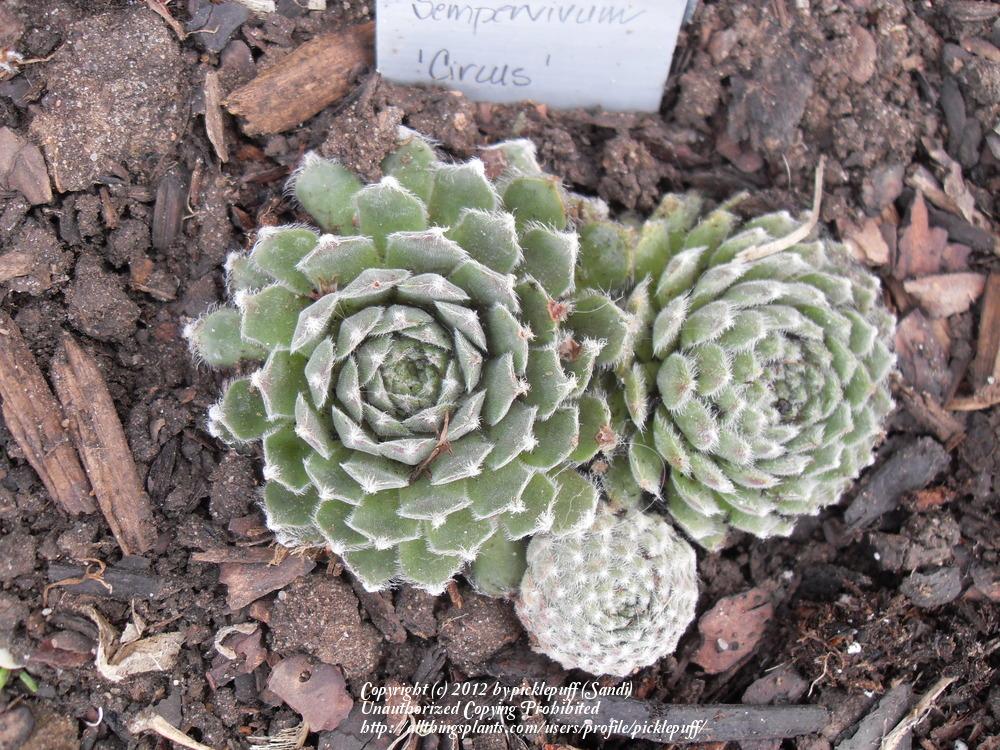 Photo of Hen and Chicks (Sempervivum 'Circus') uploaded by picklepuff