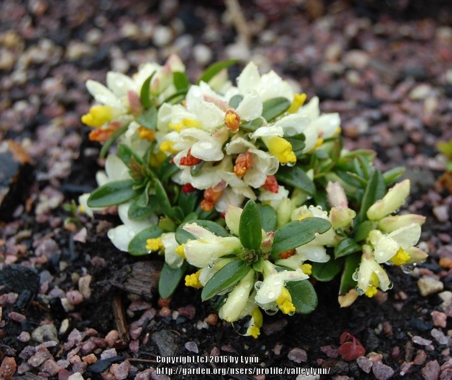 Photo of Shrubby Milkwort (Polygaloides chamaebuxus) uploaded by valleylynn