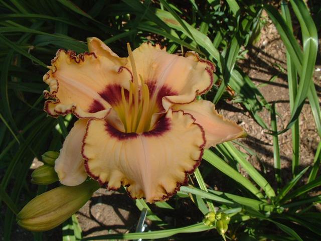 Photo of Daylily (Hemerocallis 'King of the Ages') uploaded by vic