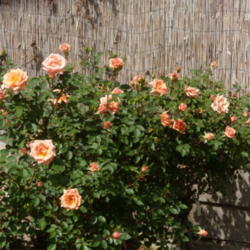 Location: My garden in Bakersfield, CA
Date: March 30, 2012
Lots of bloom in March this year!