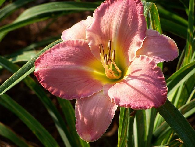 Photo of Daylily (Hemerocallis 'Caribbean Pink Sands') uploaded by Calif_Sue