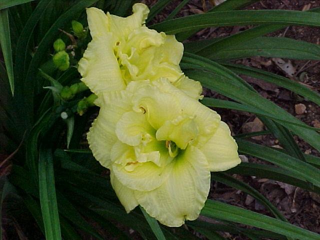 Photo of Daylily (Hemerocallis 'Cabbage Flower') uploaded by Calif_Sue