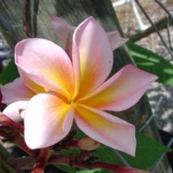 Location: Southeast Florida
Date: summer 2010
This compact growing variety, originally from Thailand, has a lov