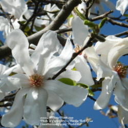 Location: My garden in Kentucky
Date: 2012-03-18
Tree has been on our property since Spring 1997.  Love the scent 