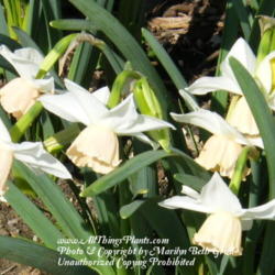 Location: My garden in Kentucky
Date: 2012-03-19