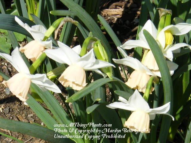 Photo of Triandrus Daffodil (Narcissus 'Katie Heath') uploaded by Marilyn