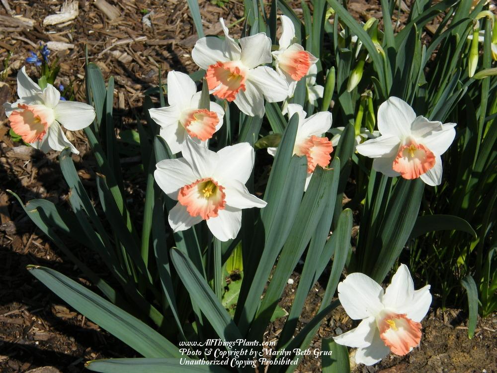 Photo of Large-Cupped Daffodil (Narcissus 'Pink Charm') uploaded by Marilyn