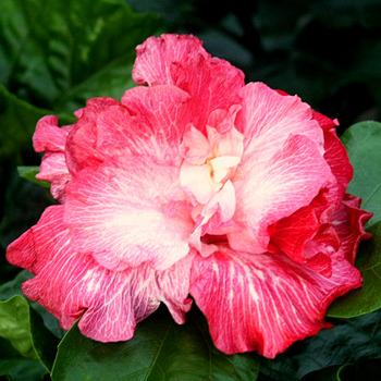 Photo of Tropical Hibiscus (Hibiscus rosa-sinensis 'Ain't She Sweet') uploaded by SongofJoy