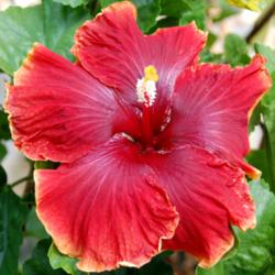 
Date: 2010-01-30
Courtesy Hidden Valley Hibiscus, used with permission