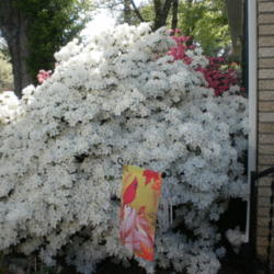 Location: Middle Tennessee
Date: 2012-04-01
Approximately 6-7 feet tall - nearing full bloom
