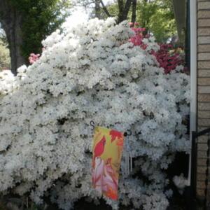Approximately 6-7 feet tall - nearing full bloom