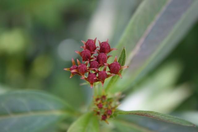 Photo of Mexican Milkweed (Asclepias curassavica 'Silky Deep Red') uploaded by gingin