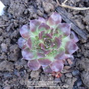 New plant from Denver Botanic Gardens- Colorado Cactus and Succul