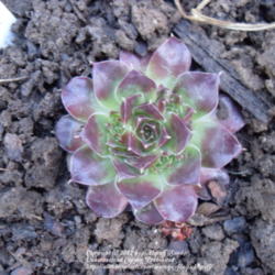 
Date: 2012-03-31
New plant from Denver Botanic Gardens- Colorado Cactus and Succul