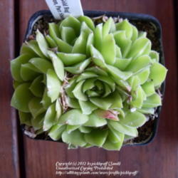 
Date: 2012-03-31
New plant from the Denver Botanic Gardens- Colorado Cactus and Su