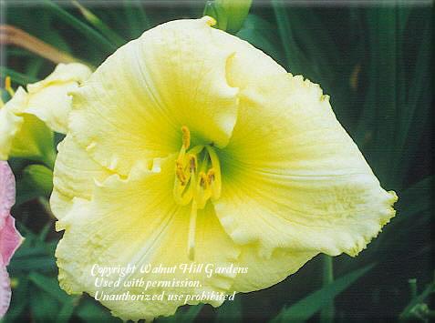 Photo of Daylily (Hemerocallis 'Exotic Gown') uploaded by vic