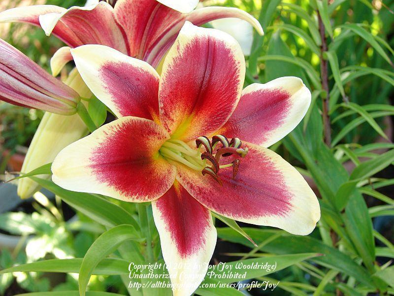 Photo of Lily (Lilium 'Red Dutch') uploaded by Joy