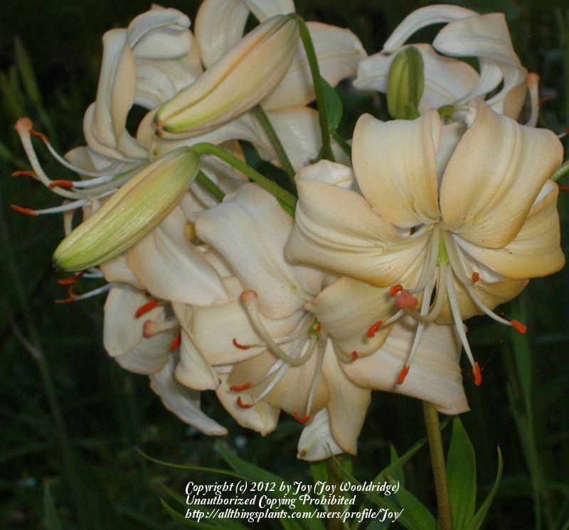 Photo of Asiatic Lily (Lilium 'Doeskin') uploaded by Joy