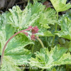 Location: My garden in Kentucky
Date: 2012-04-01