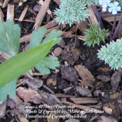 Location: My garden in Kentucky
Date: 2012-04-01
Upper right hand corner