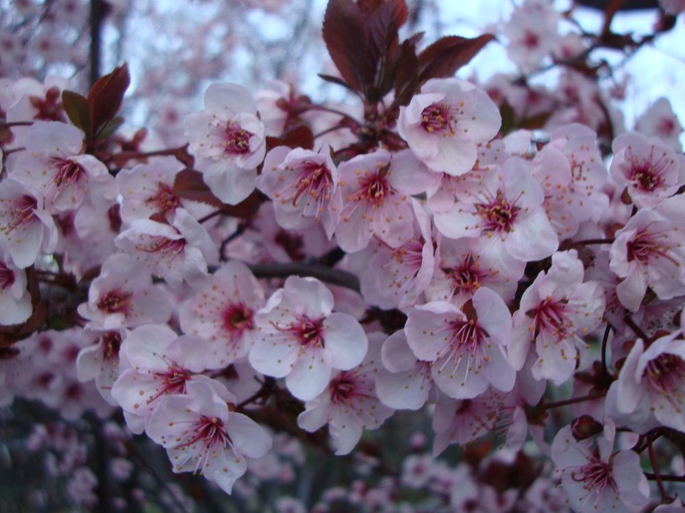 Photo of Blireana Plum (Prunus x blireiana) uploaded by Paul2032