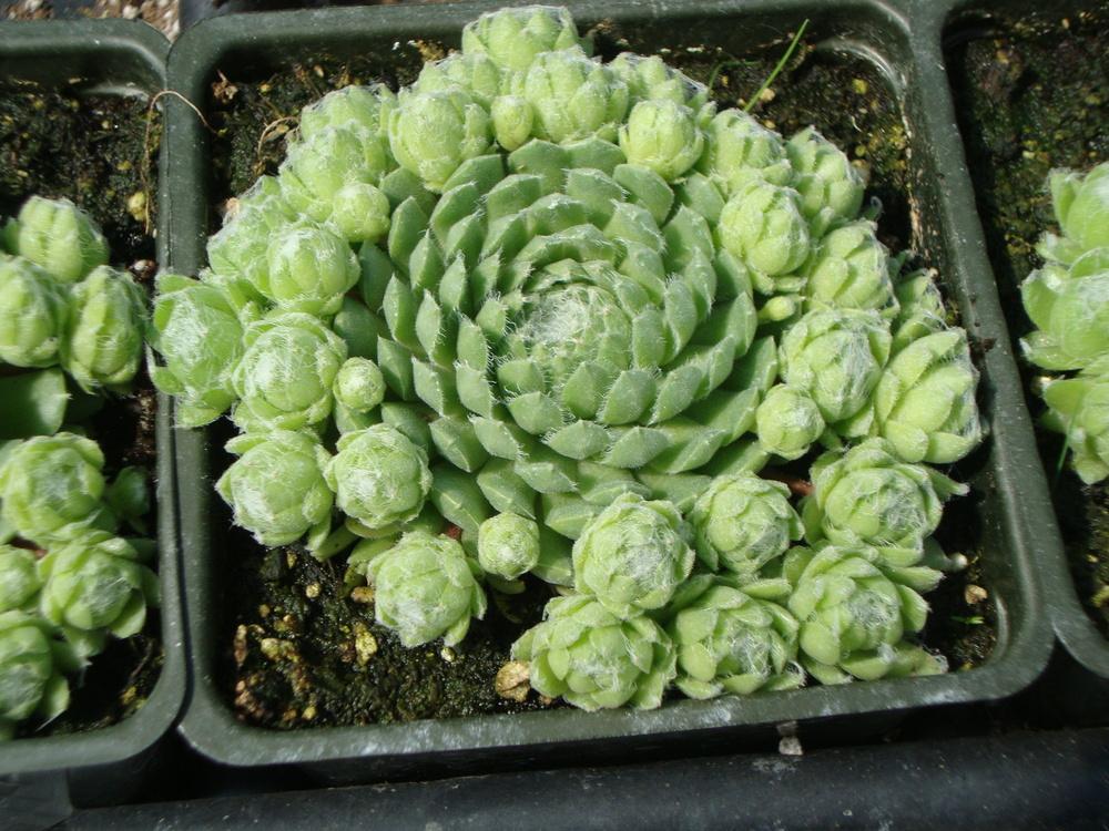 Photo of Hen and Chicks (Sempervivum 'Spring Beauty') uploaded by Paul2032
