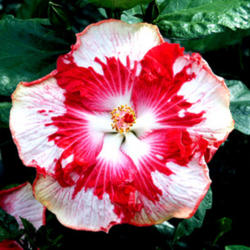 
Date: 2007-01-21
Courtesy Hidden Valley Hibiscus, used with permission