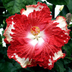 
Date: 2007-01-21
Courtesy Hidden Valley Hibiscus, used with permission