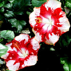 
Date: 2007-03-11
Courtesy Hidden Valley Hibiscus, used with permission